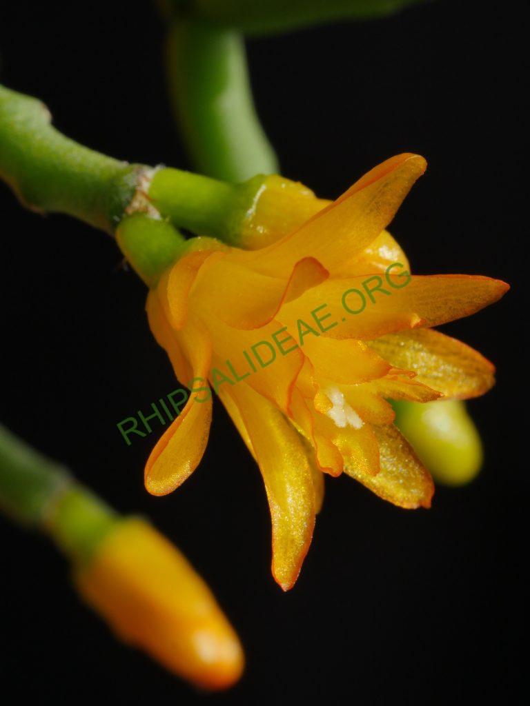 Hatiora salicornioides f. cylindrica, AH 747, Forno Grande, Espírito Santo, Brazil