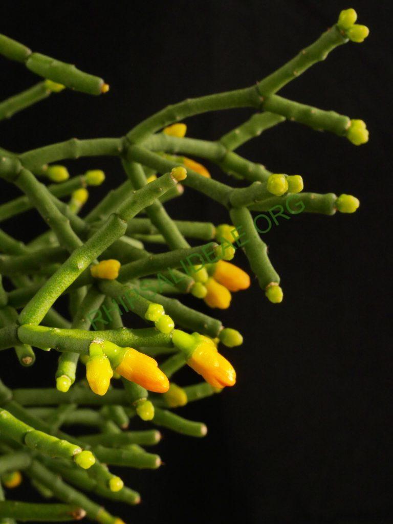 Hatiora salicornioides f. cylindrica, AH 747, Forno Grande, Espírito Santo, Brazil