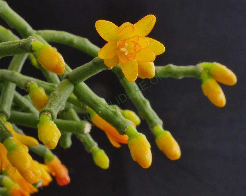 Hatiora salicornioides f. cylindrica, AH 747, Forno Grande, Espírito Santo, Brazil