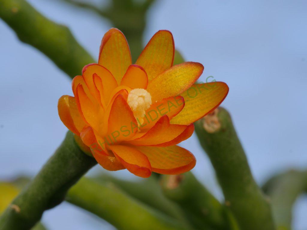 Hatiora salicornioides f. cylindrica, AH 747, Forno Grande, Espírito Santo, Brazil