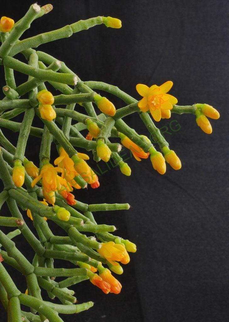 Hatiora salicornioides f. cylindrica, AH 747, Forno Grande, Espírito Santo, Brazil