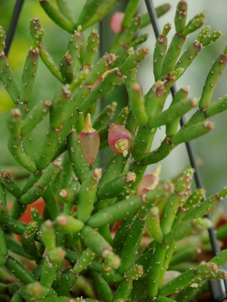 Hatiora salicornioides f. cylindrica, AJ 125, Morro do Pai Inácio, Chapada Diamantina, Bahia, Brazil