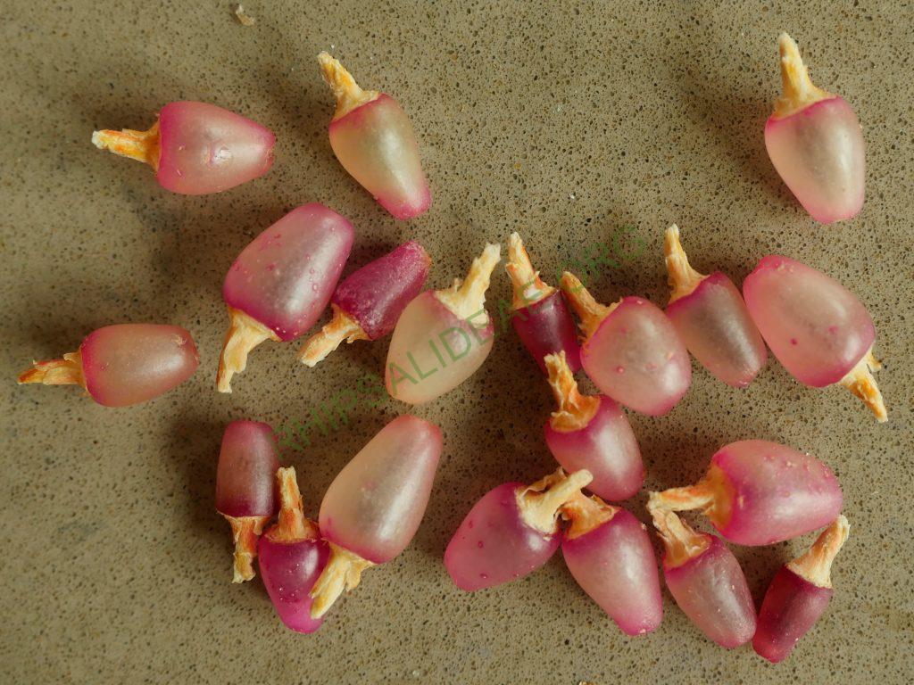 Hatiora salicornioides f. cylindrica, AJ 125, Morro do Pai Inácio, Chapada Diamantina, Bahia, Brazil