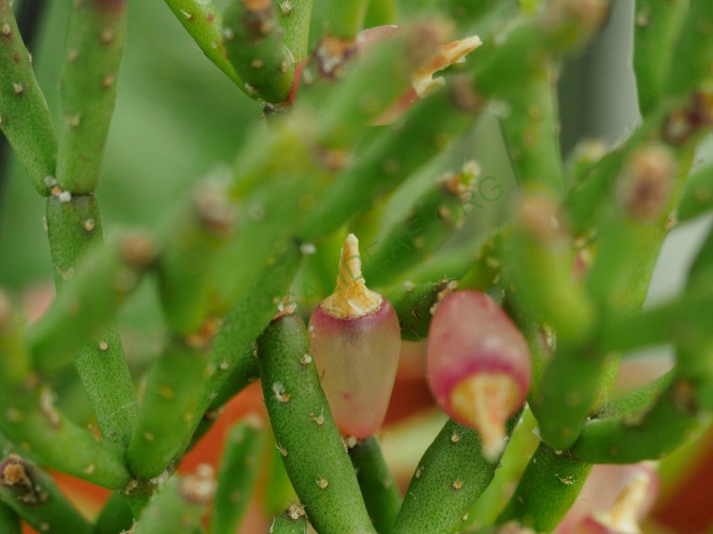 Hatiora salicornioides f. cylindrica, AJ 125, Morro do Pai Inácio, Chapada Diamantina, Bahia, Brazil