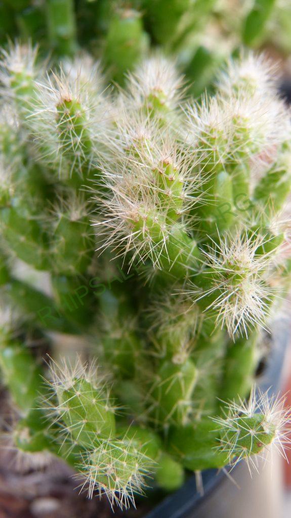 Hatiora salicornioides f. cylindrica, ISI 95-10
