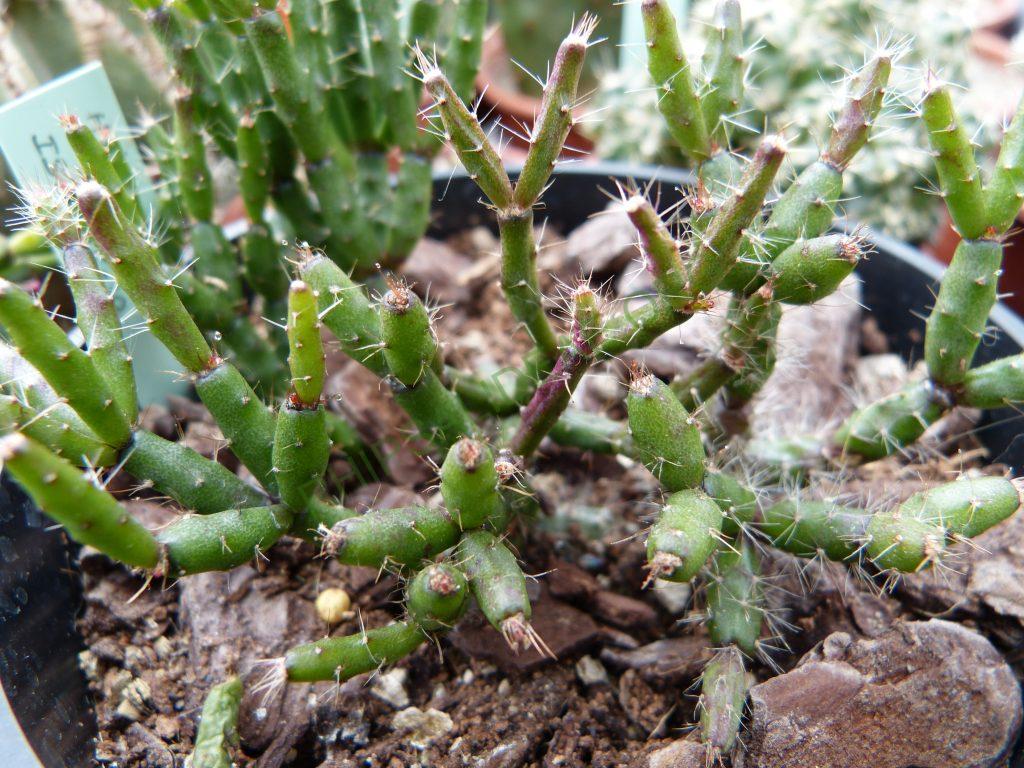 Hatiora salicornioides f. cylindrica, ISI 95-10