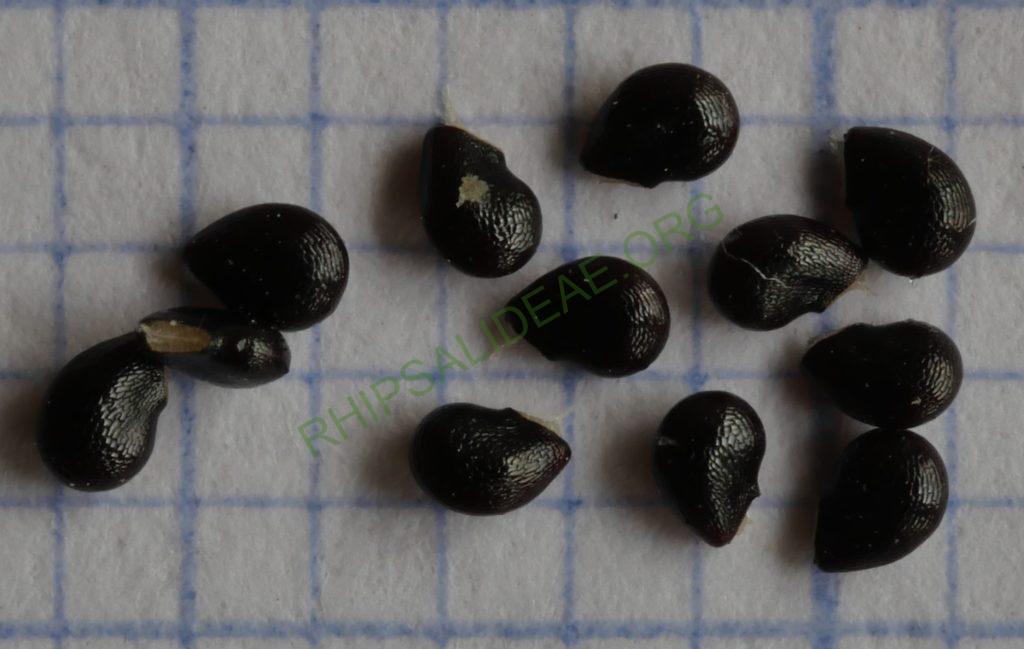 Hatiora salicornioides f. cylindrica, ISI 95-10