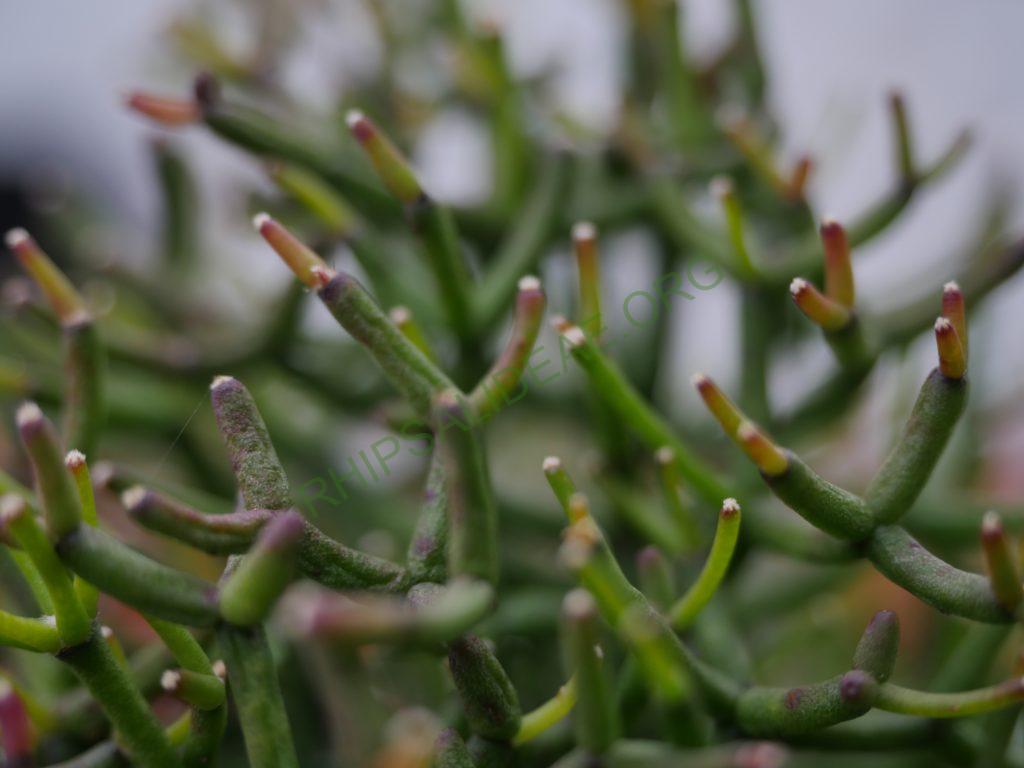 Hatiora salicornioides f. cylindrica, Kew