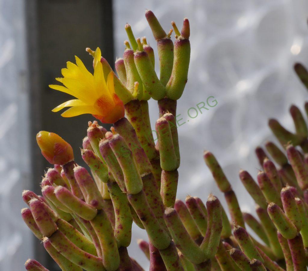 Hatiora salicornioides f. cylindrica, Kew