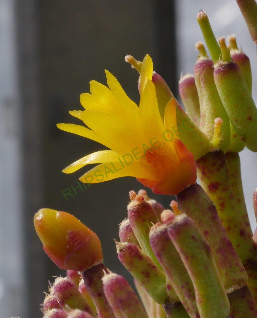 Hatiora salicornioides f. cylindrica, Kew