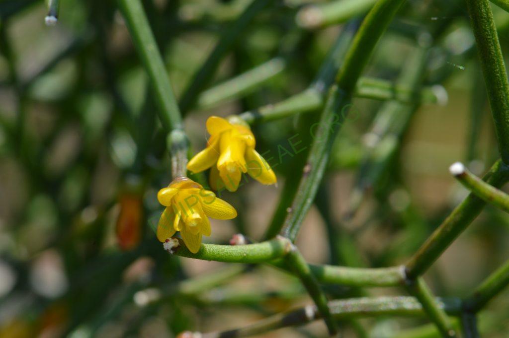 Hatiora salicornioided f. cylindrica