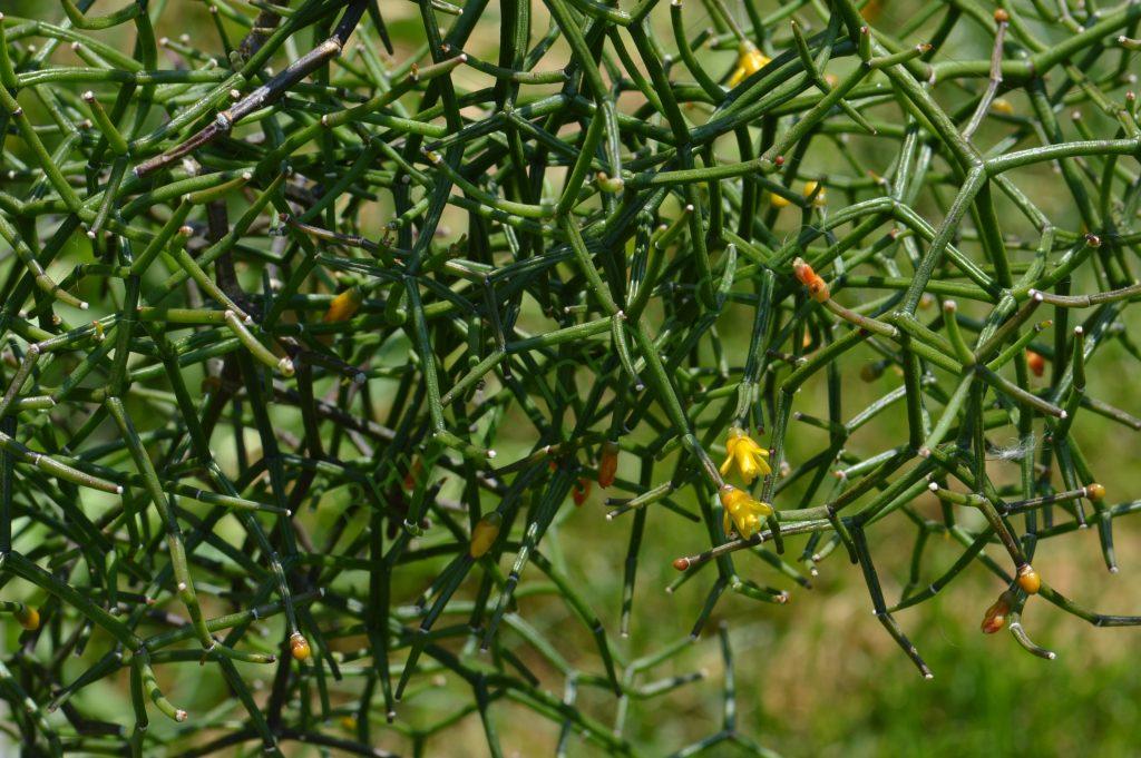 Hatiora salicornioided f. cylindrica