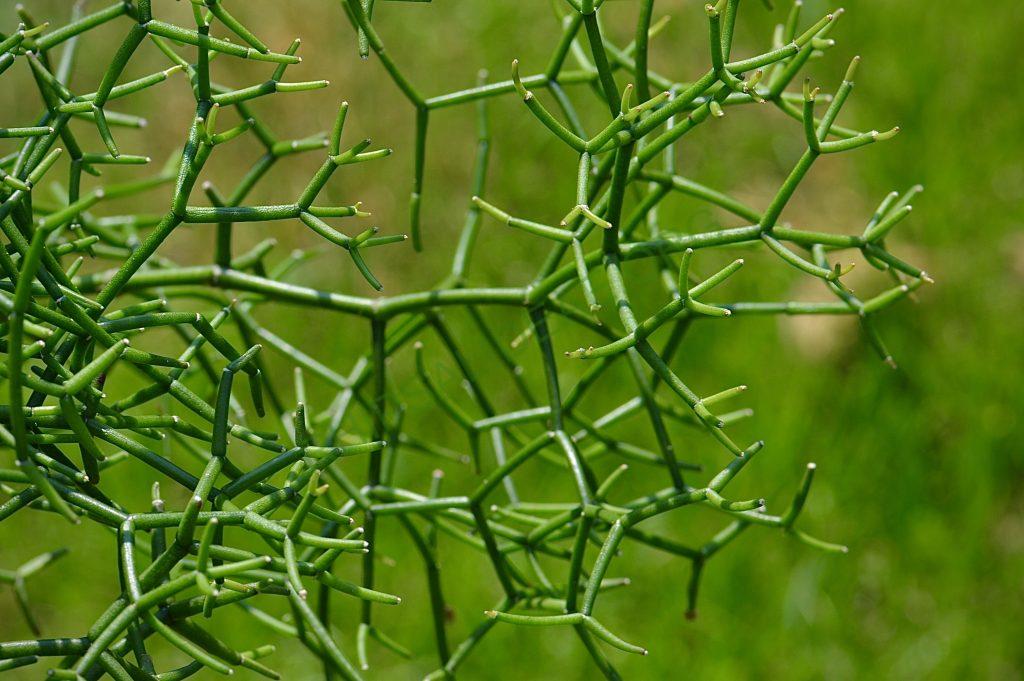 Hatiora salicornioided f. cylindrica