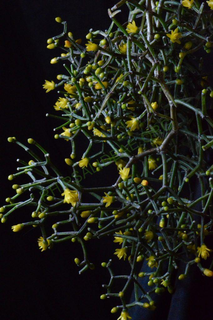 Hatiora salicornioides f. cylindrica, reduced synonym H. salicornioides f. bambusoides, HBG 122705, from Chad Husby MBC ex. Leland Miyano from Roberto Burle Marx