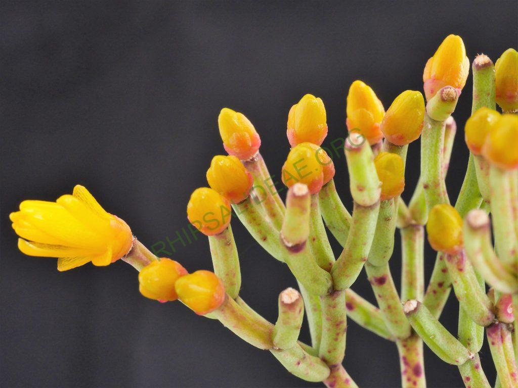 Hatiora salicornioides f. cylindrica