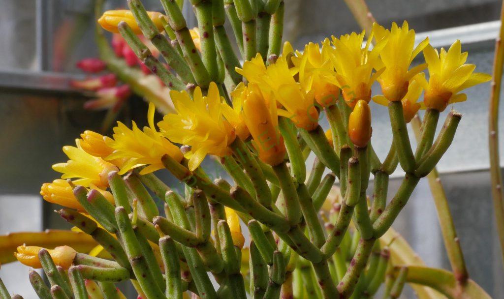 Hatiora salicornioides f. cylindrica