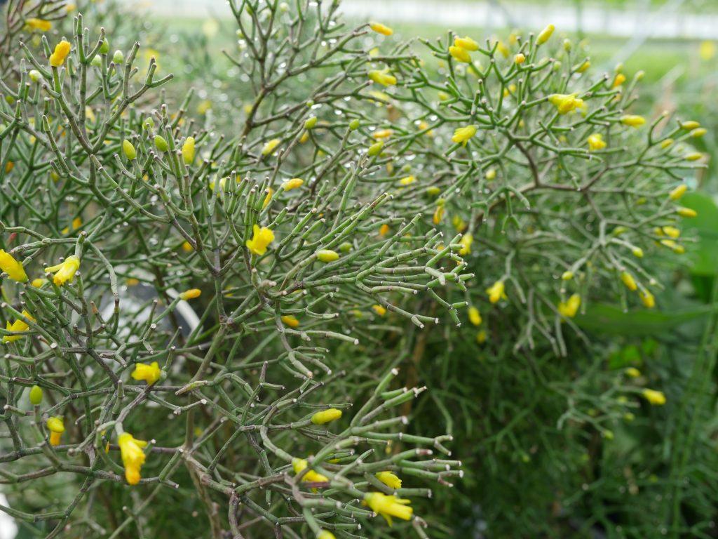 Hatiora salicornioides f. cylindrica