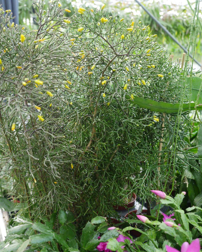 Hatiora salicornioides f. cylindrica