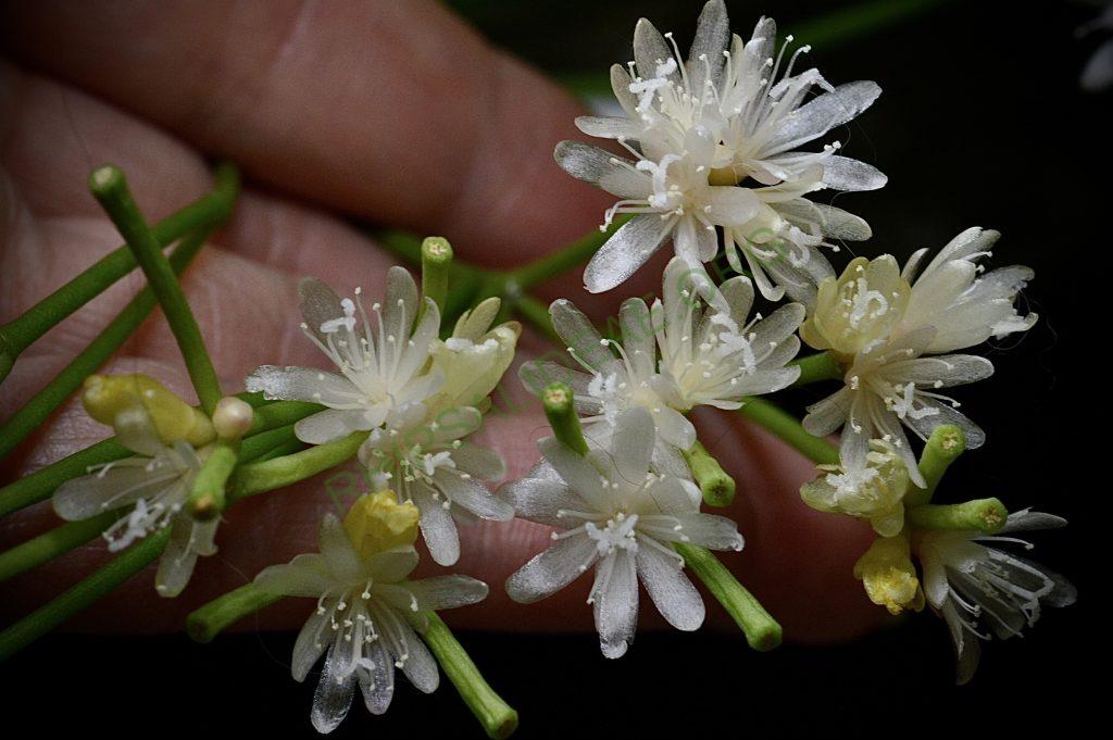 Rhipsalis clavata f. delicatula