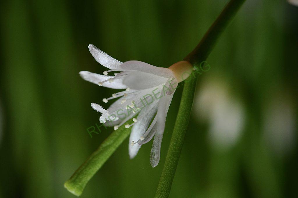Rhipsalis clavata f. delicatula