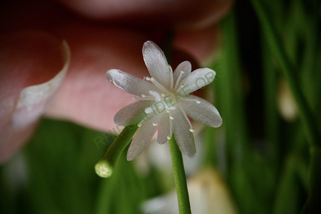 Rhipsalis clavata f. delicatula