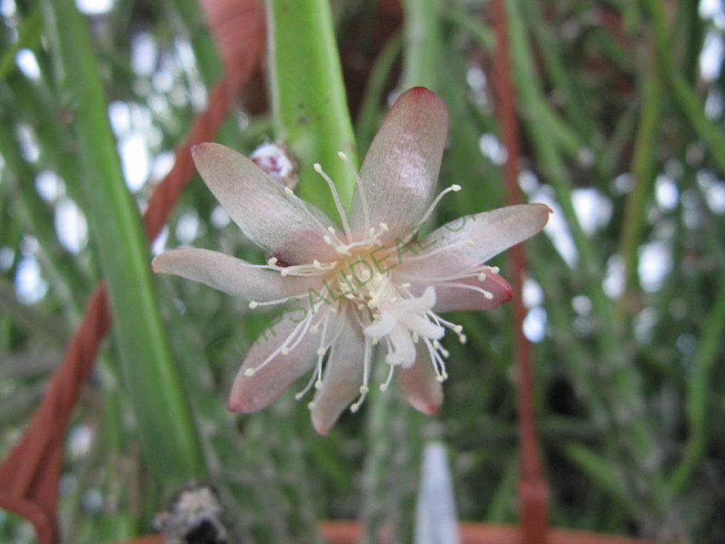 Rhipsalis dissimilis f. dissimilis, Bonn 14746, ex hort.