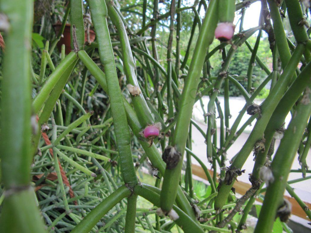 Rhipsalis dissimilis f. dissimilis, Bonn 14746, ex hort.