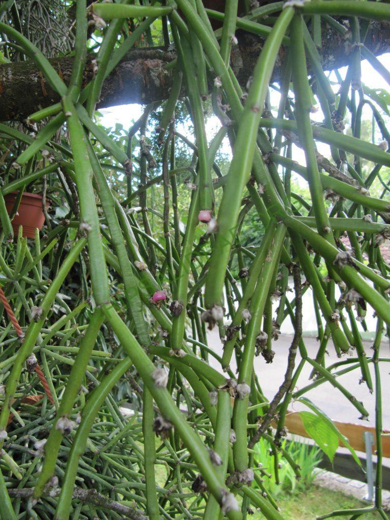 Rhipsalis dissimilis f. dissimilis, Bonn 14746, ex hort.