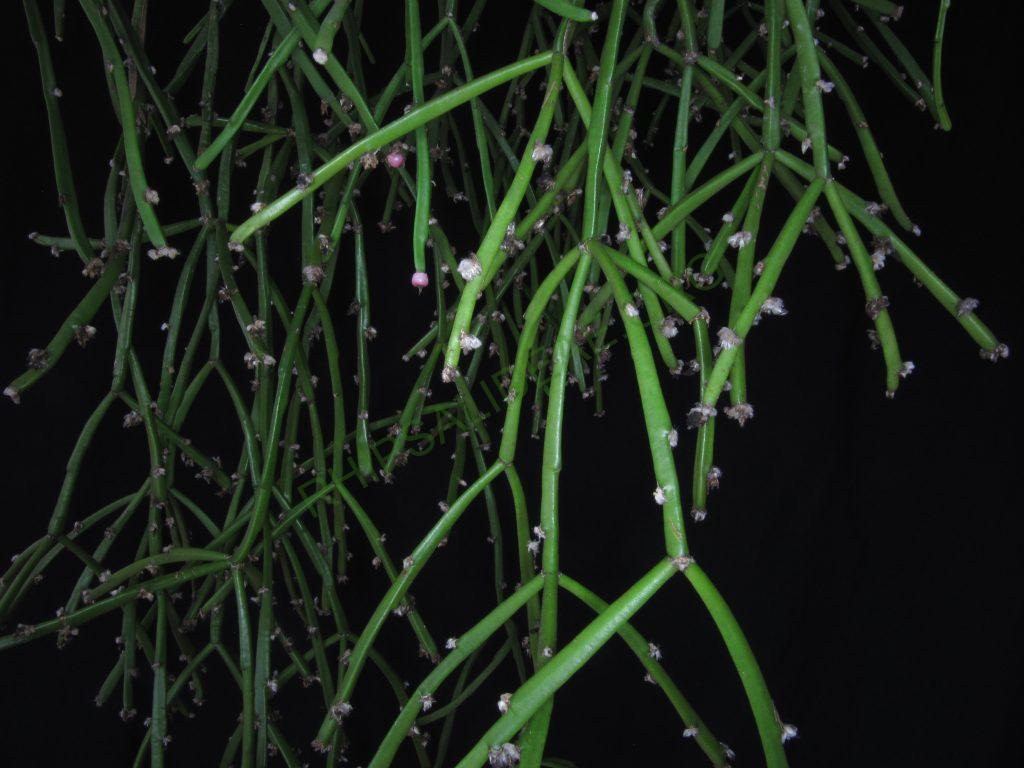 Rhipsalis dissimilis f. dissimilis, Bonn 14746, ex hort.