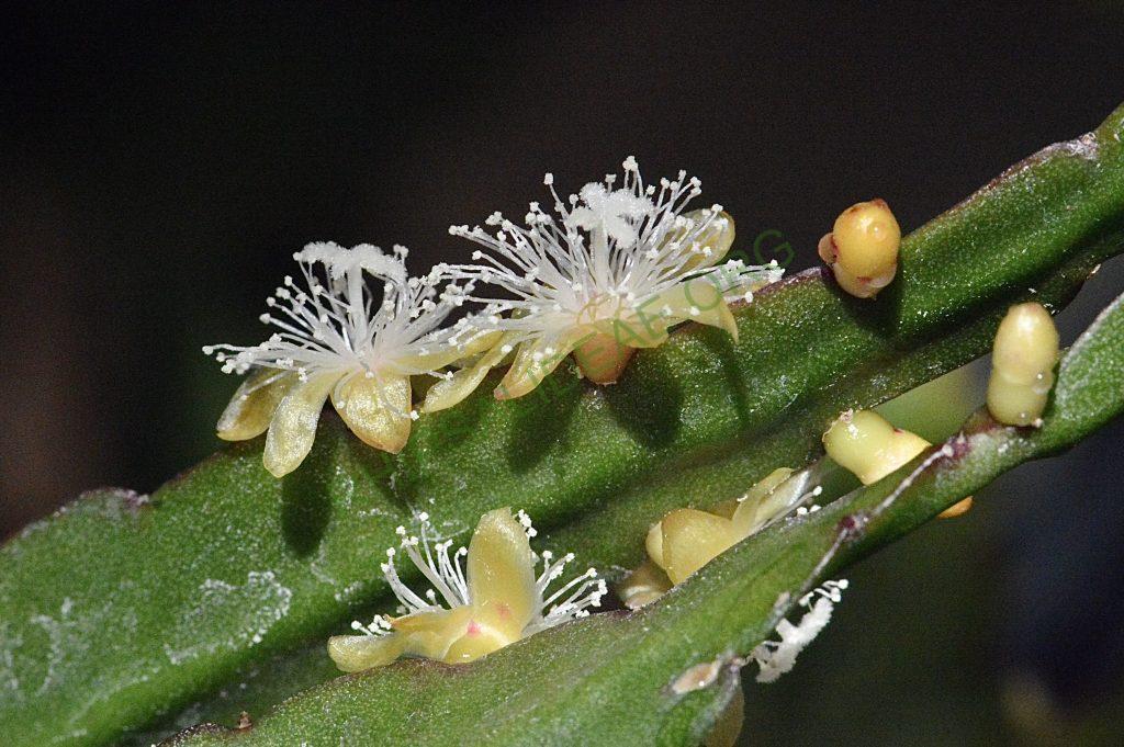 Rhipsalis elliptica