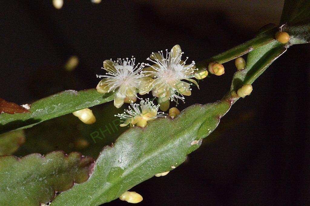 Rhipsalis elliptica