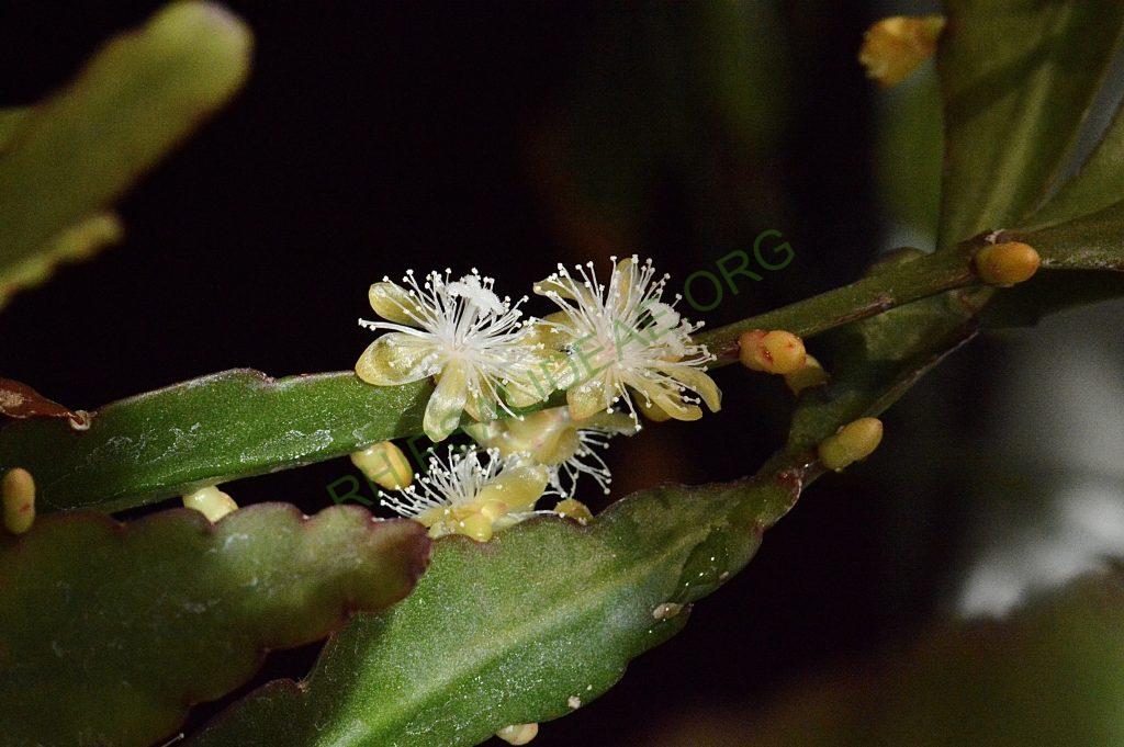 Rhipsalis elliptica