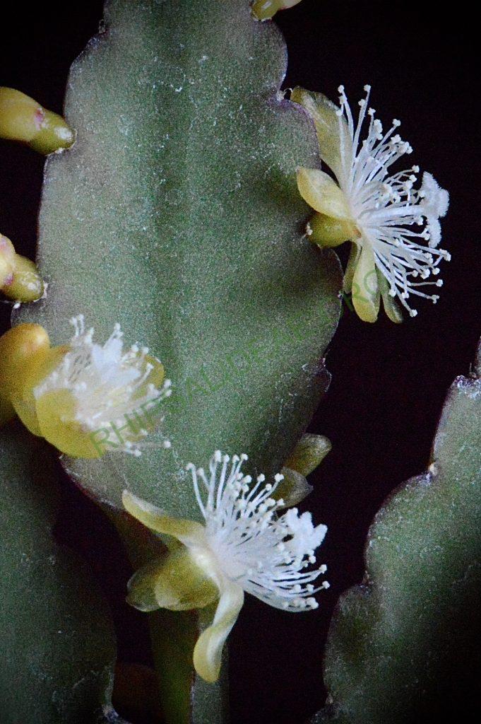 Rhipsalis elliptica