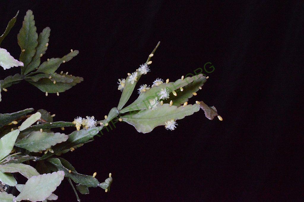 Rhipsalis elliptica