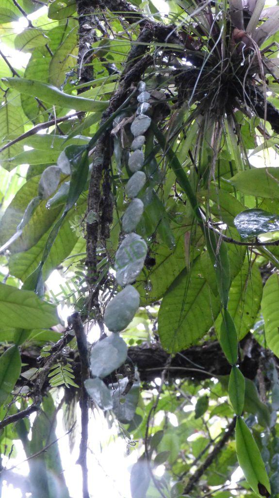 Rhipsalis sp., Bertioga, São Paulo, Brazil