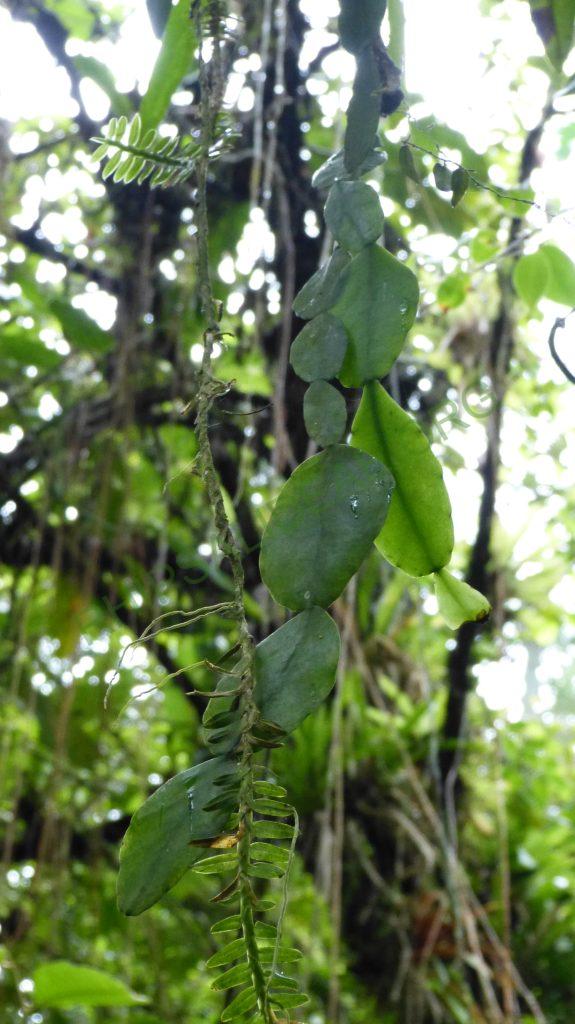 Rhipsalis sp., Bertioga, São Paulo, Brazil