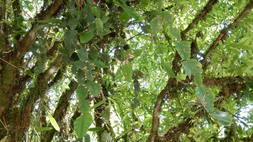 Rhipsalis elliptica, Itatiaia, Rio de Janeiro, Brazil