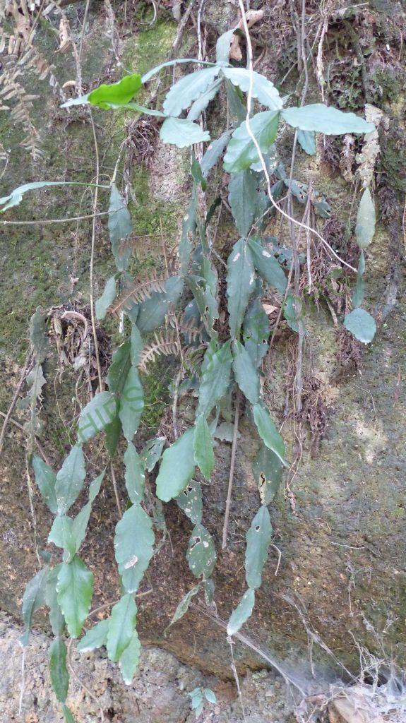 Rhipsalis sp., Itatiaia, Rio de Janeiro, Brazil