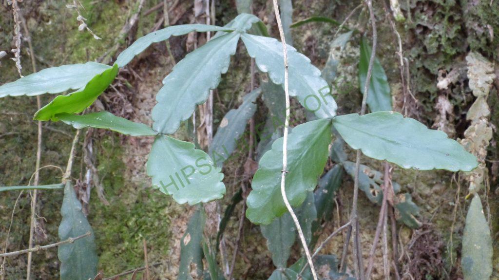 Rhipsalis sp., Itatiaia, Rio de Janeiro, Brazil