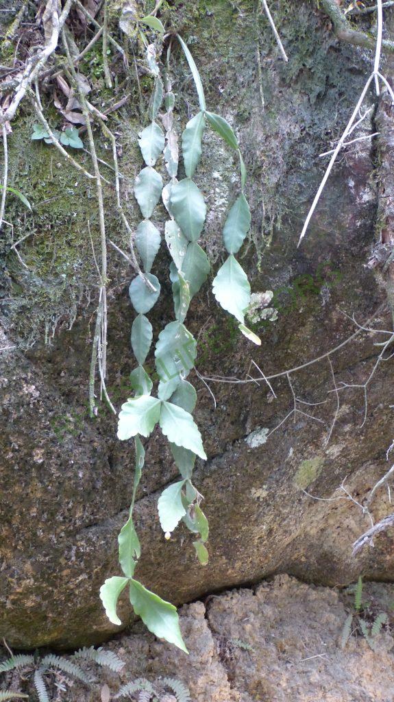 Rhipsalis sp., Itatiaia, Rio de Janeiro, Brazil