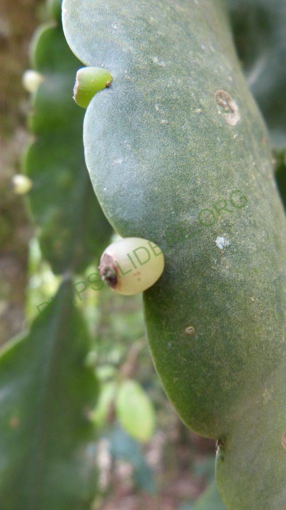 Rhipsalis sp., Itatiaia, Rio de Janeiro, Brazil