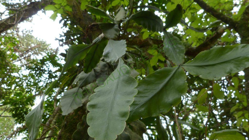 Rhipsalis sp., Itatiaia, Rio de Janeiro, Brazil