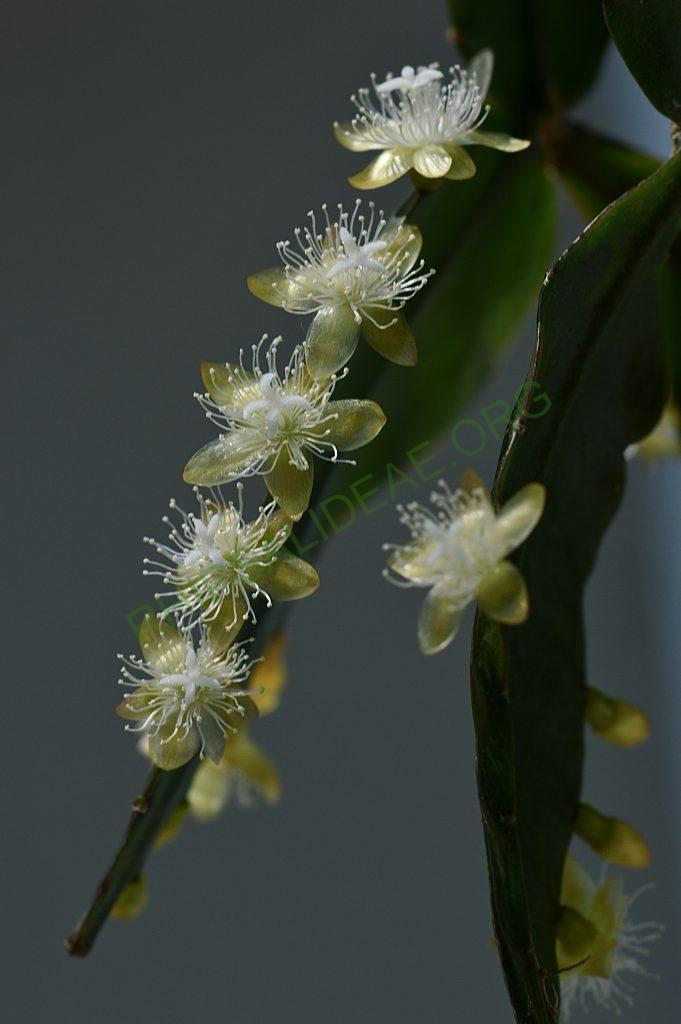 Rhipsalis elliptica