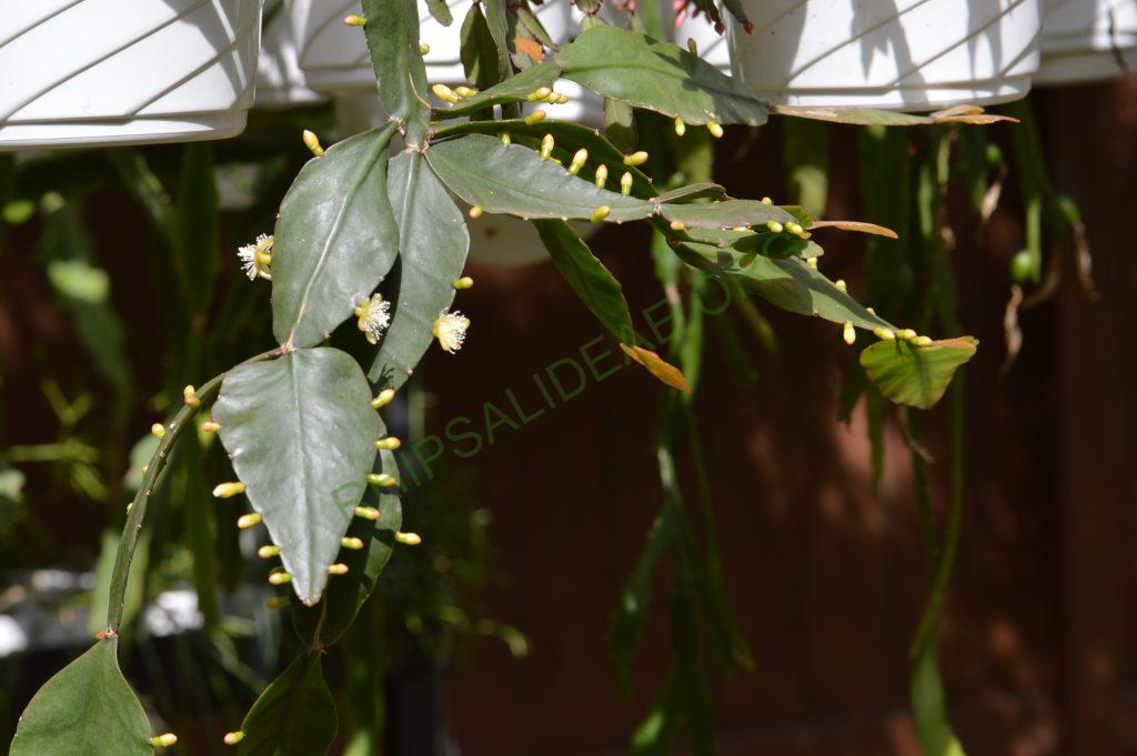 Photo: Rhipsalis elliptica