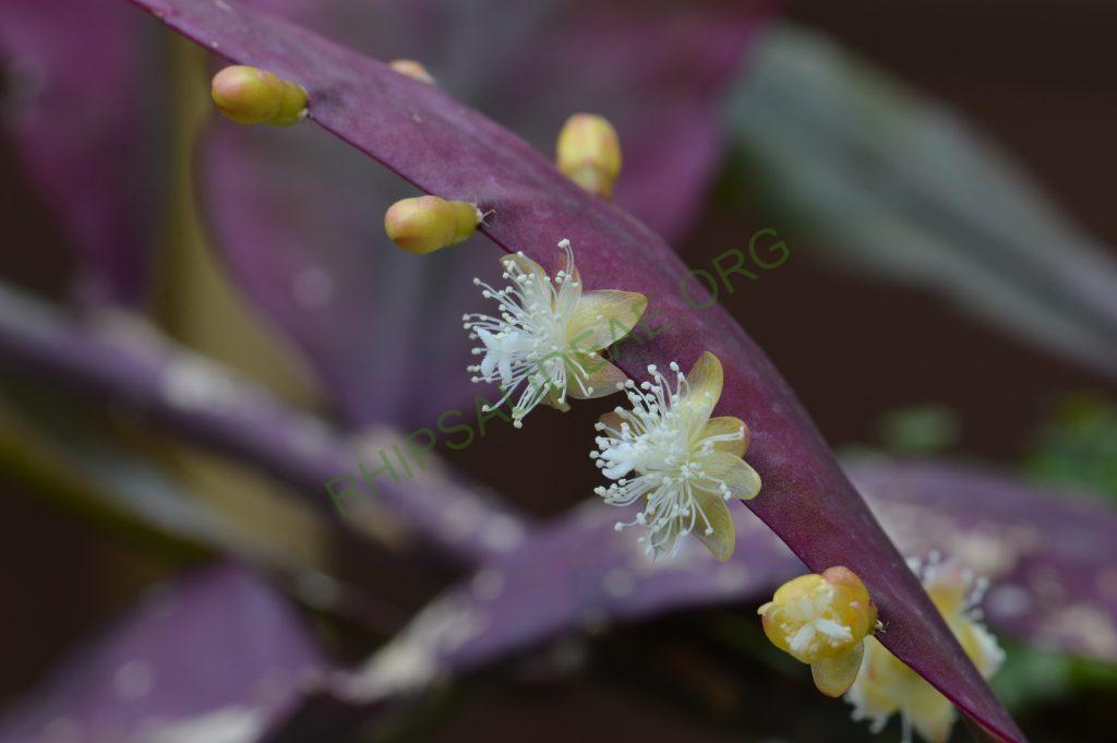 Photo: Rhipsalis elliptica