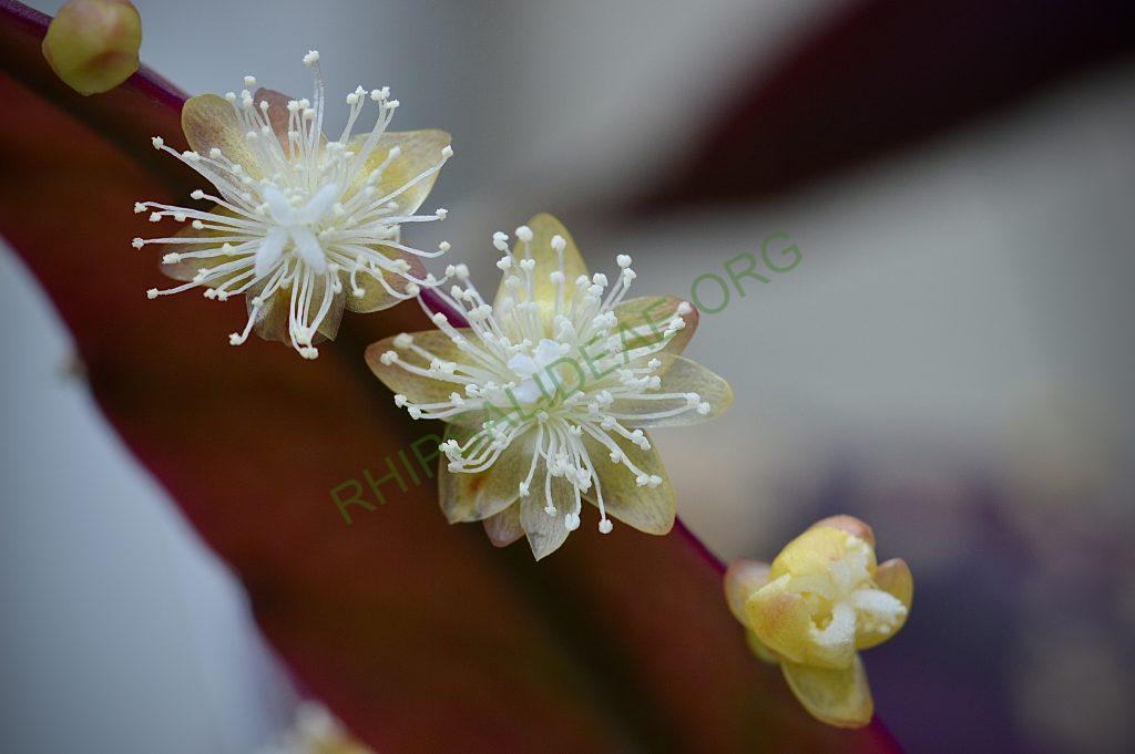 Photo: Rhipsalis elliptica