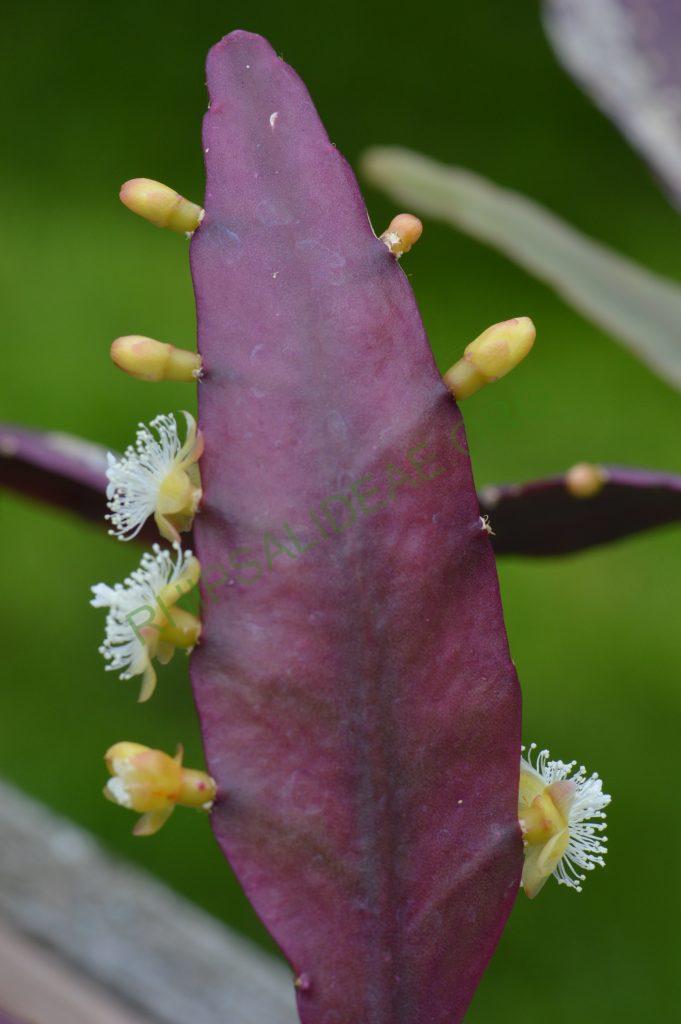 Photo: Rhipsalis elliptica