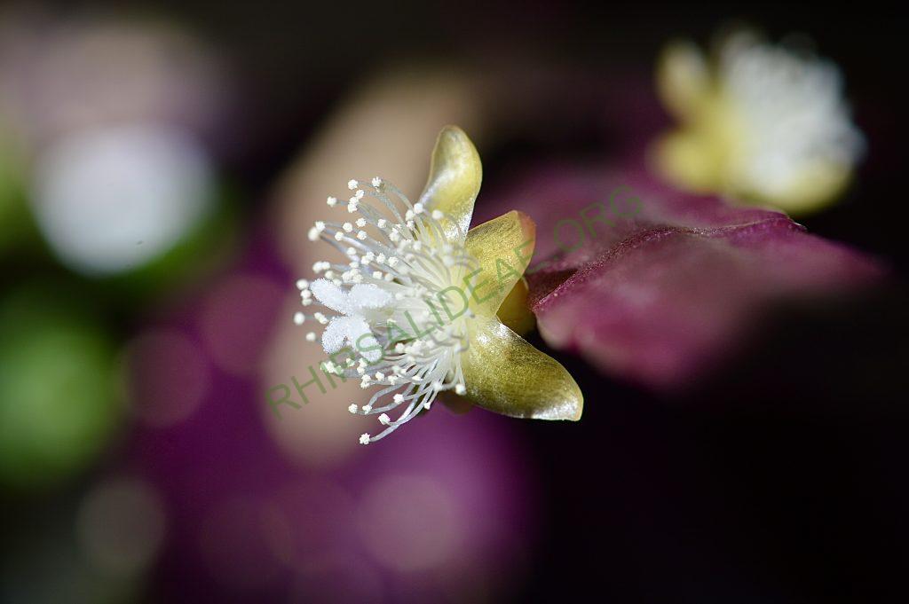 Photo: Rhipsalis elliptica