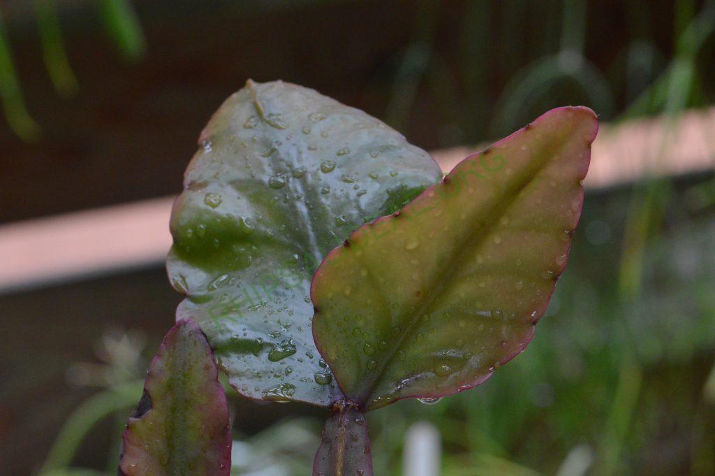 Photo: Rhipsalis elliptica