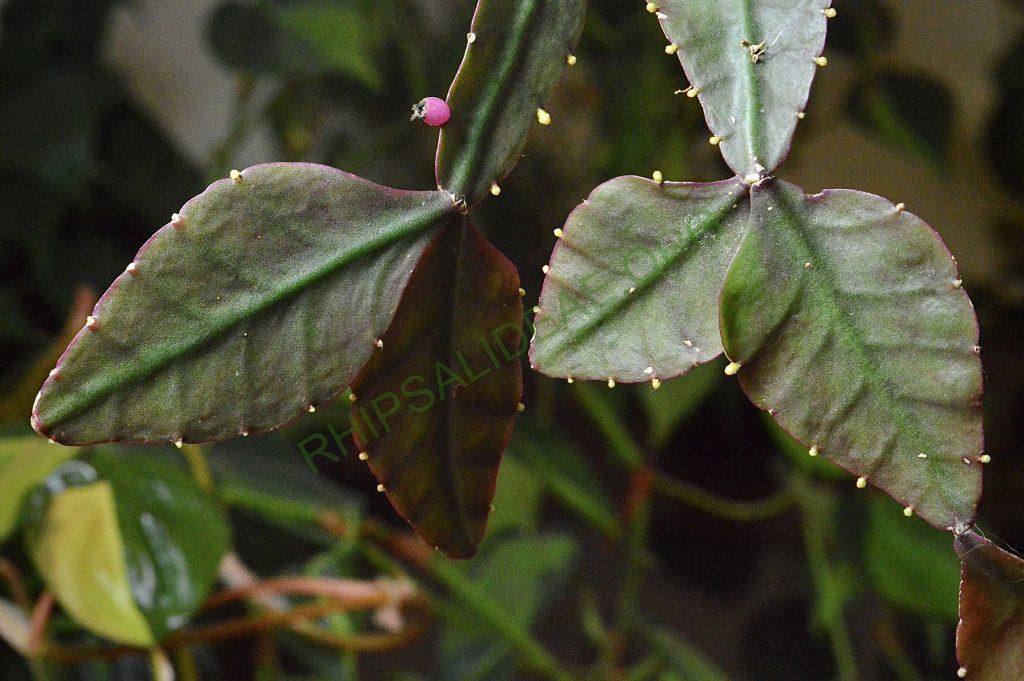 Photo: Rhipsalis elliptica